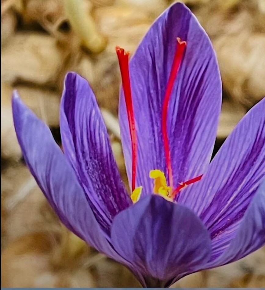 केसर की कमरे में होती है खेती