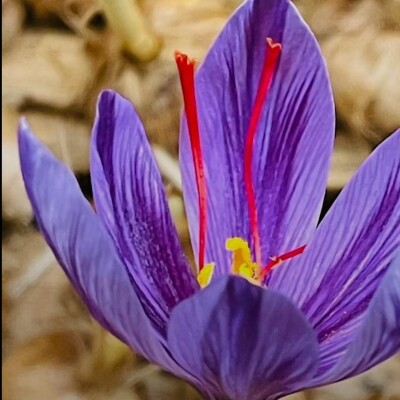 केसर की कमरे में होती है खेती