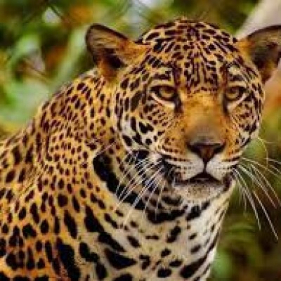 प्रदेश में चार साल में कम हो गए 130 तेंदुए ..