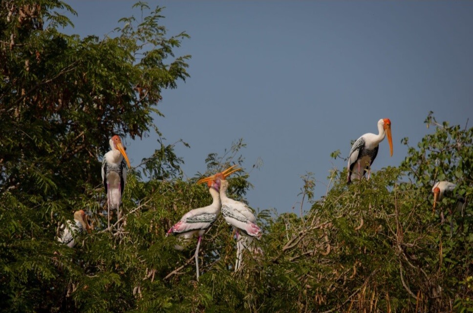 प्रवासी पंछियों पर मंडरा रहा है खतरा