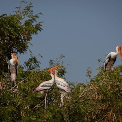 प्रवासी पंछियों पर मंडरा रहा है खतरा