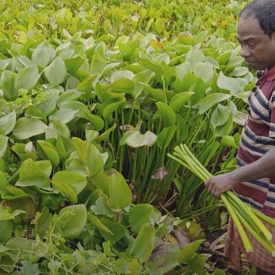 झारखंड के इंजीनियर ने जलकुम्भी से बनाई ‘फ्यूजन साड़ी’