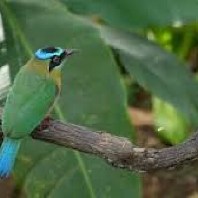 पक्षियों में भी इंसानी रिश्तों जैसी दरारें