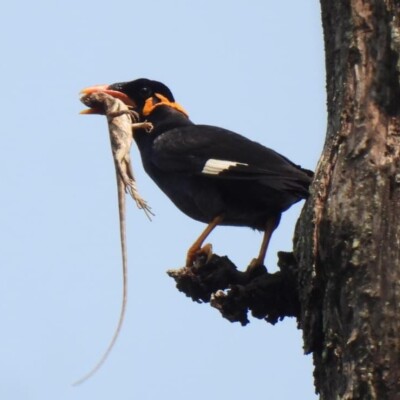 कांगेर की घाटी में अब ‘पहाड़ी मैना’ के झुंड! इनके ‘शिकारी चोंच’ की धाक…