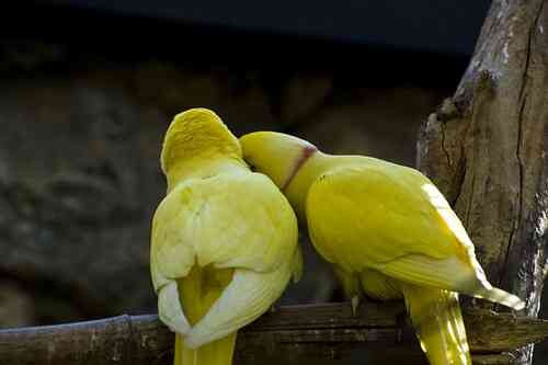 पंछियों के रिश्ते भी इंसानी रिश्तों की तरह नाजुक ...