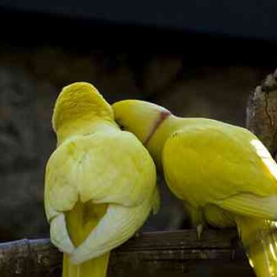 पंछियों के रिश्ते भी इंसानी रिश्तों की तरह नाजुक ...