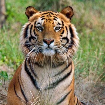 बढ़ने की जगह घट गए बाघ, केवल 17 ही बचे