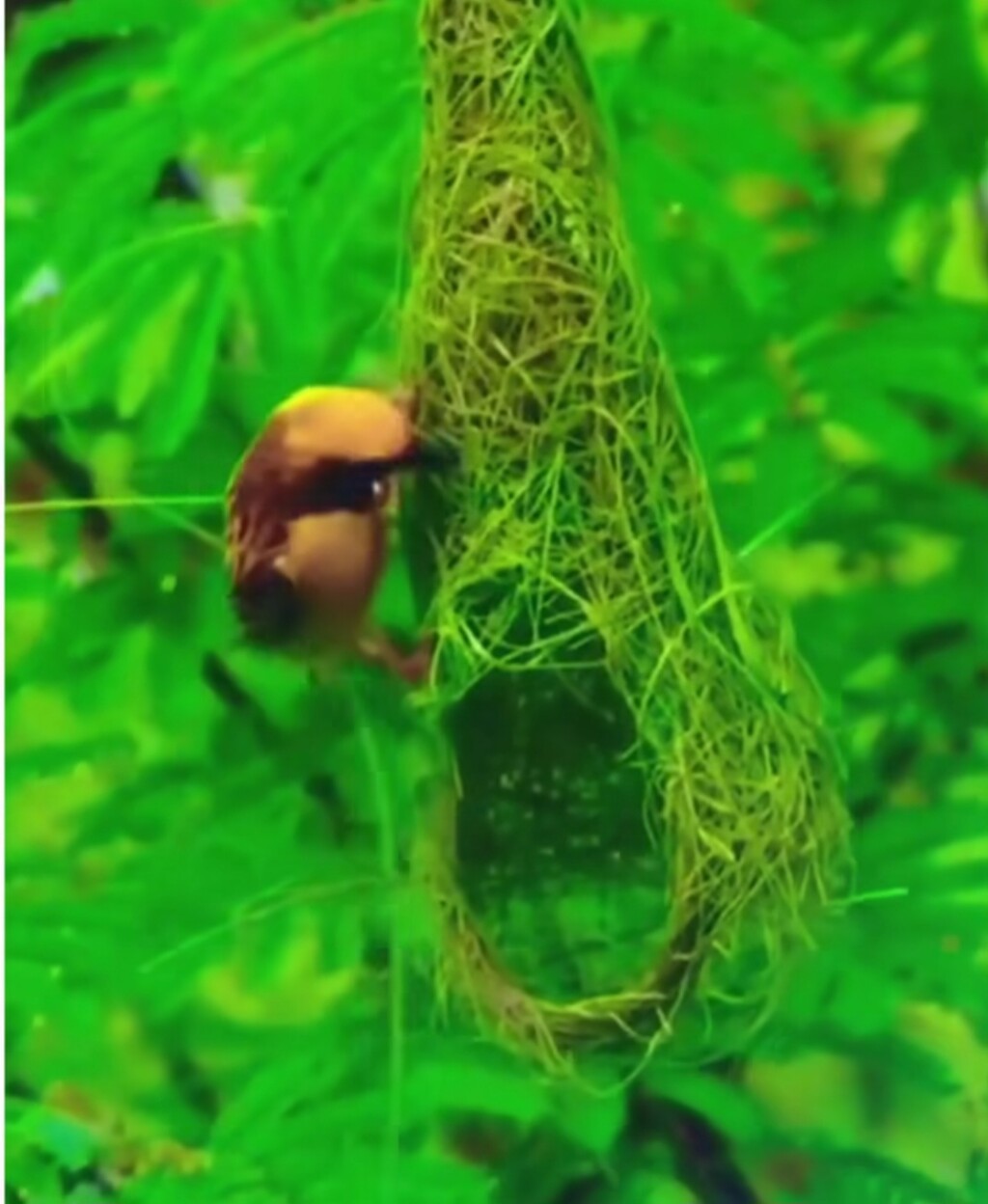 पंछियों केअजीबो -गरीब घोंसले.. उनकी बेमिसाल कारीगरी