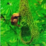 पंछियों केअजीबो -गरीब घोंसले.. उनकी बेमिसाल कारीगरी