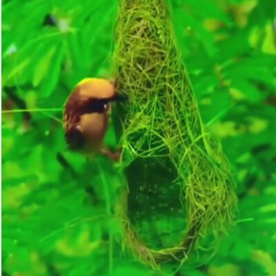 पंछियों केअजीबो -गरीब घोंसले.. उनकी बेमिसाल कारीगरी