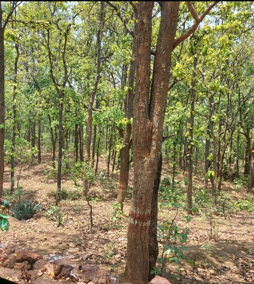 विश्व पर्यावरण दिवस 5 जून पर विशेष ....