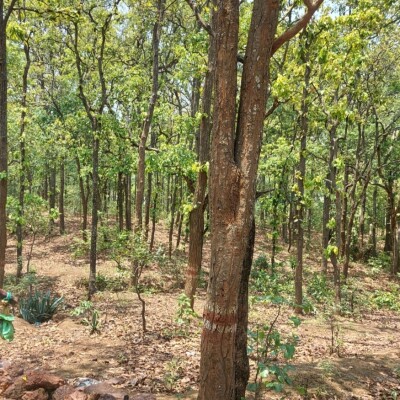 विश्व पर्यावरण दिवस 5 जून पर विशेष ....