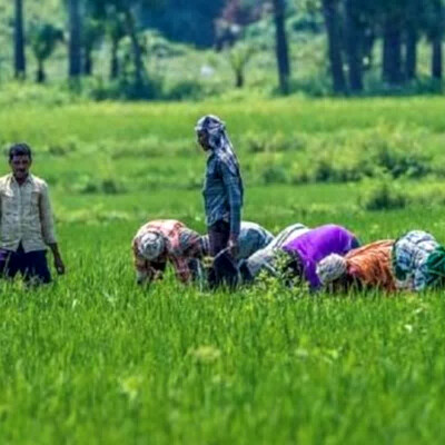 विशेष लेख : किसानों से किए वादे पूूरे कर रही छत्तीसगढ़ सरकार