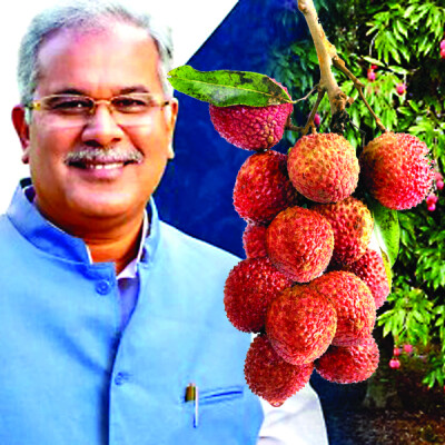 बिहार को टक्कर देगी छत्तीसगढ़ की लीची