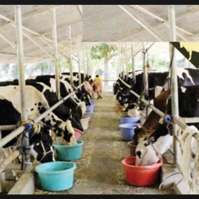 Animal Fair : पशुधन मेले में उन्नत नस्ल के पशुओं का हुआ प्रदर्शन